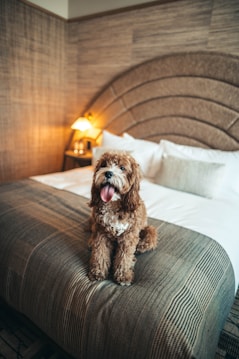 A fluffy, brown dog is sitting on a neatly made bed in a cozy, warmly lit room. The room features a stylish headboard and a warm table lamp on a nightstand. The dog appears happy with its tongue out.