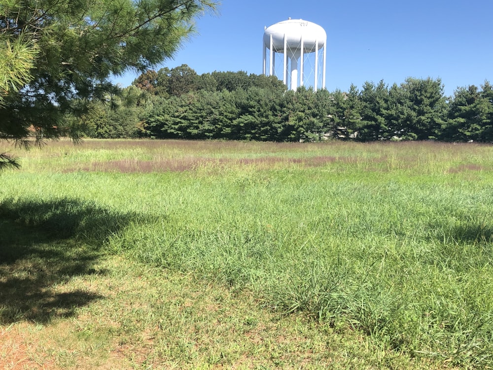 green grass field near trees