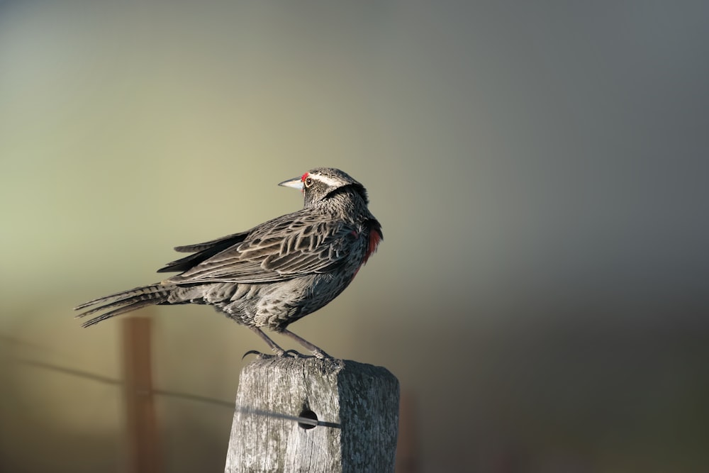 Vogel sitzt auf grauem Stein