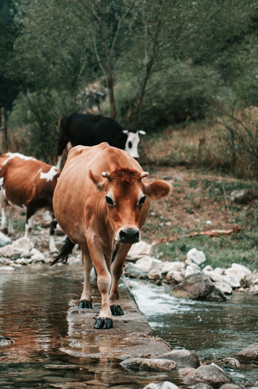 brown cattle crossing river surrounded with tall and green trees during daytime