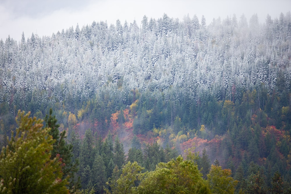 white trees