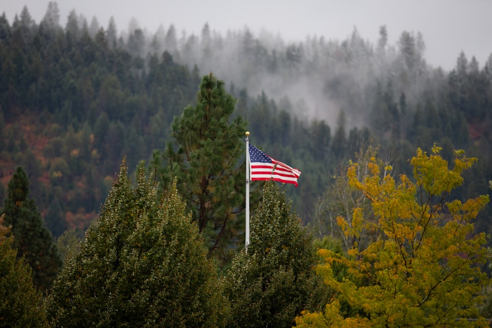 forest with United States of America flag covered with fogs during daytime
