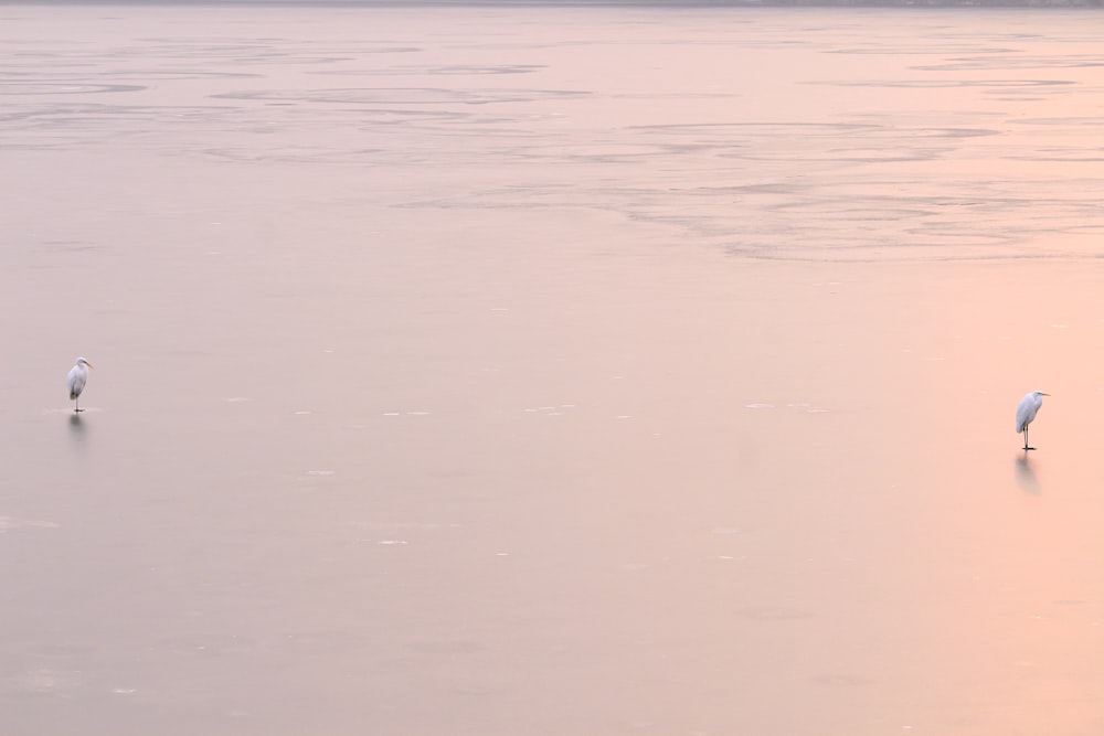 two white small-beaked birds on body of water