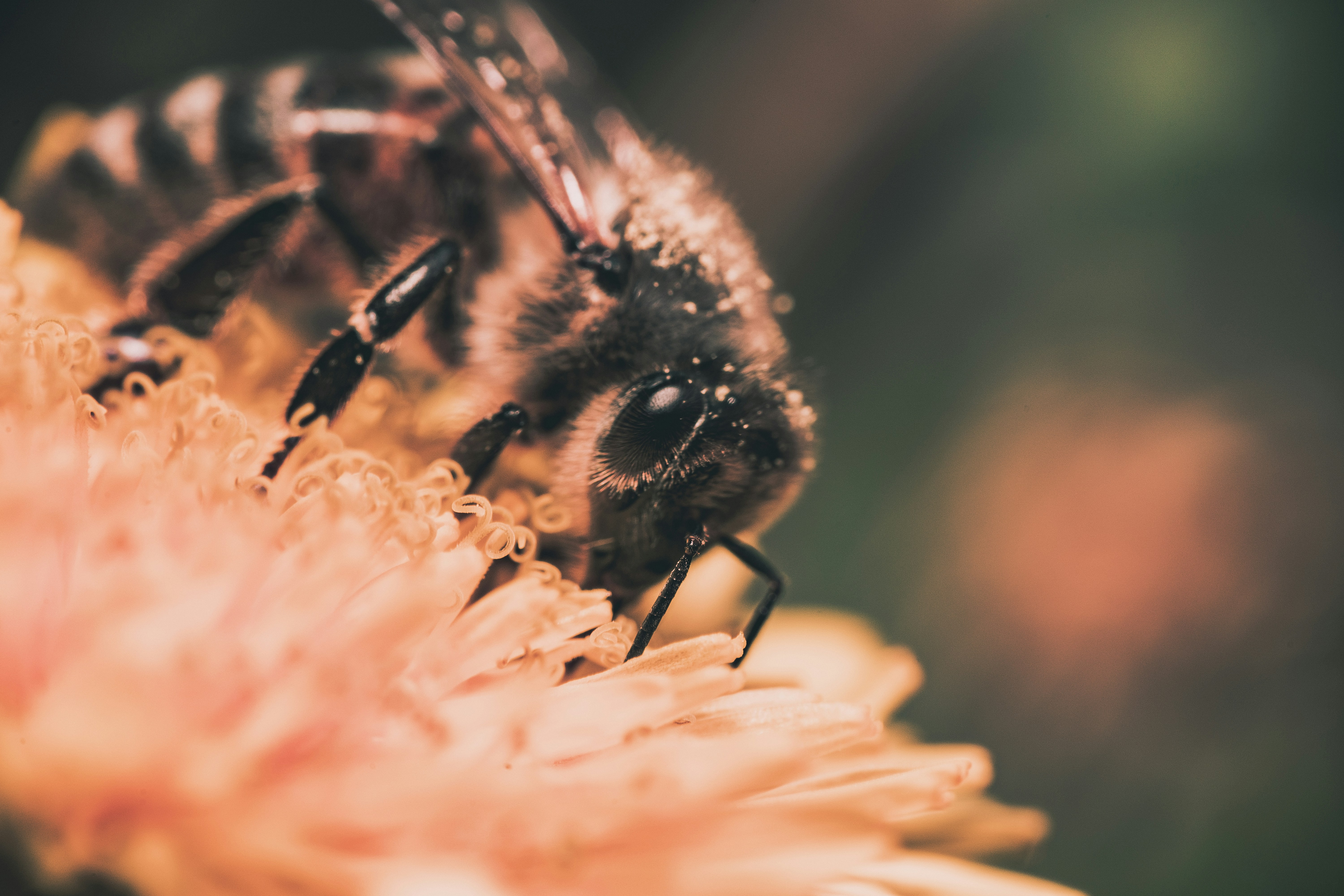 Photo by timothycdykes