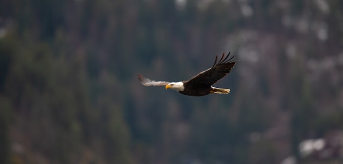 Bald eagle in flight