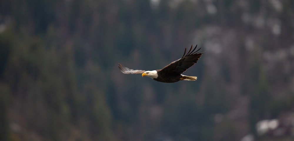 bald eagle flying