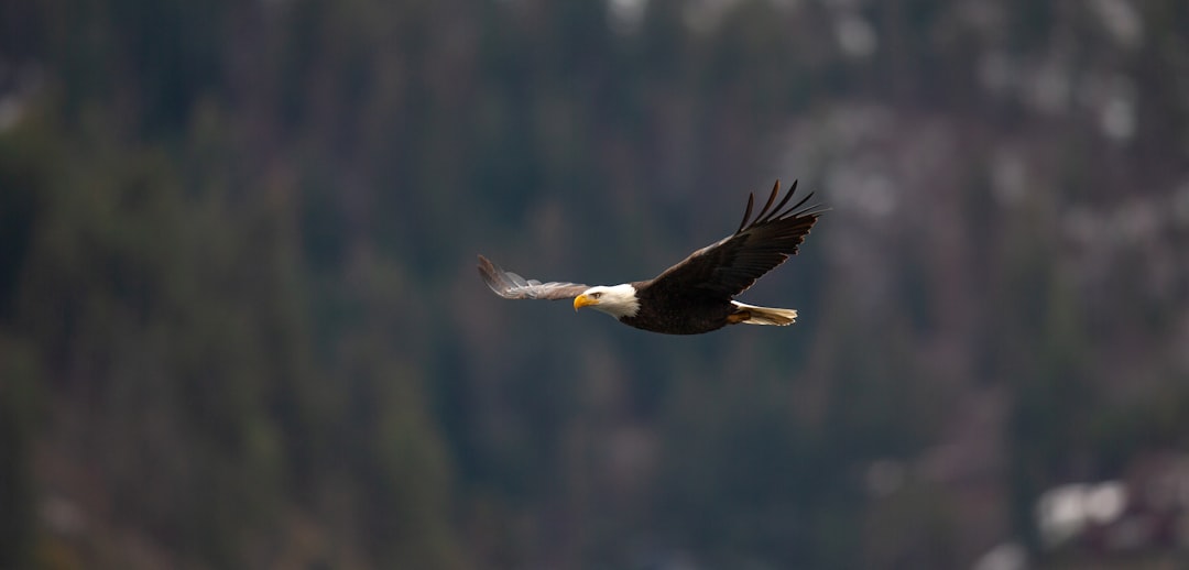bald eagle flying, Bald Eagle flying over Lake Coeur d