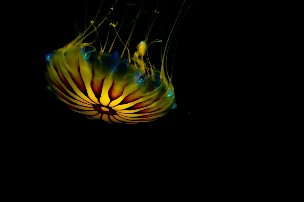 yellow and blue jellyfish with black background