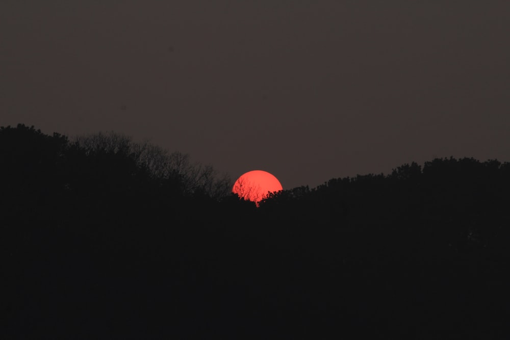 silhouette of trees under sunset