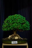 A lush, green bonsai plant with dense, small leaves and a thick woody trunk. The bonsai is planted in a shallow, green ceramic pot labeled 'Jade'. The arrangement includes smooth stones at the base, and is displayed against a dark curtain backdrop.