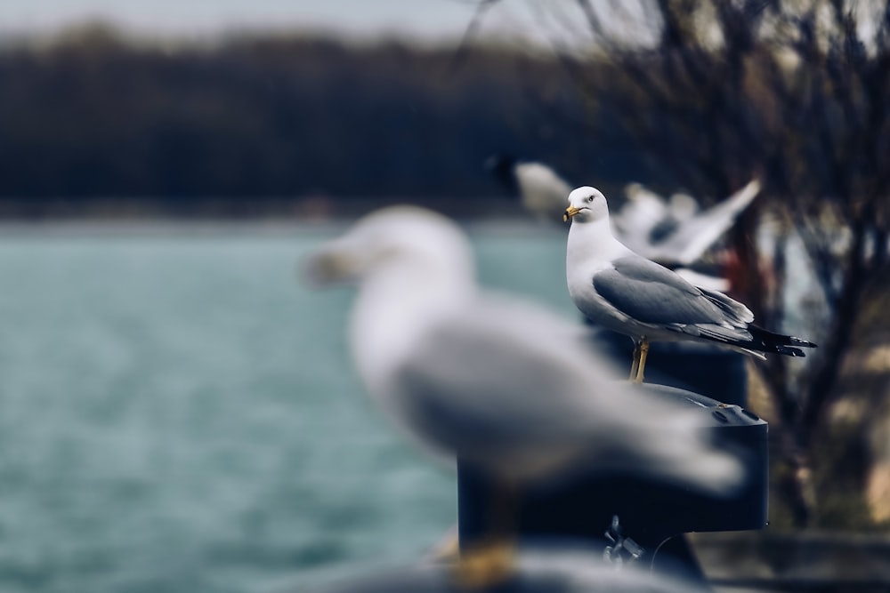 white and gray seagulls