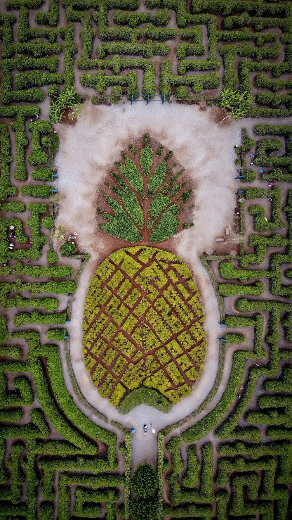 Ananas-Labyrinth