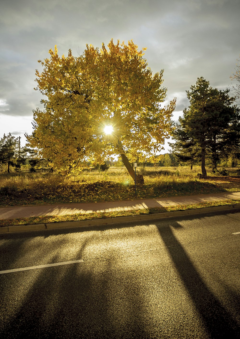 green trees during daytime