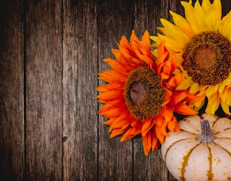 orange and yellow sunflower