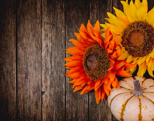 orange and yellow sunflower