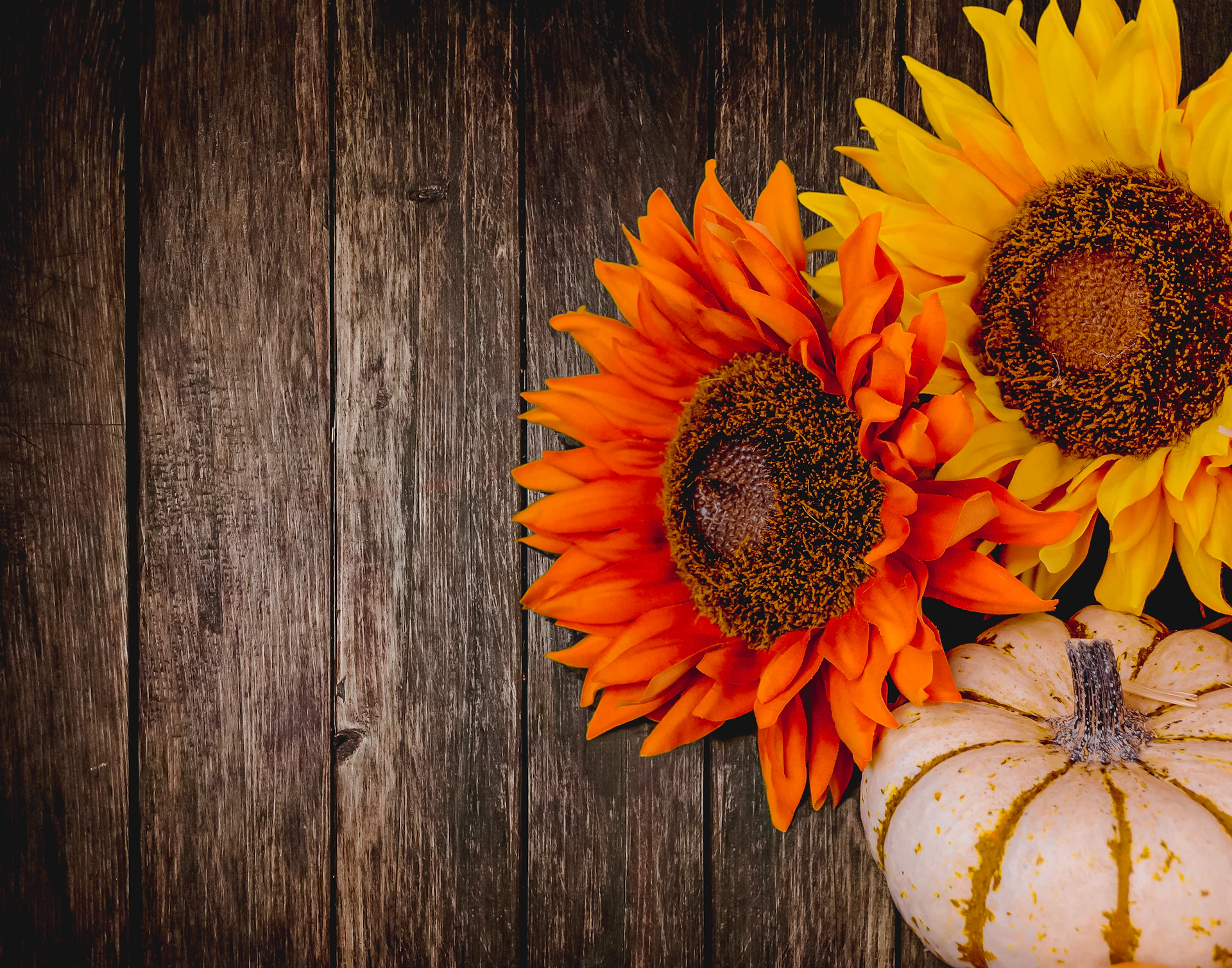 orange and yellow sunflower