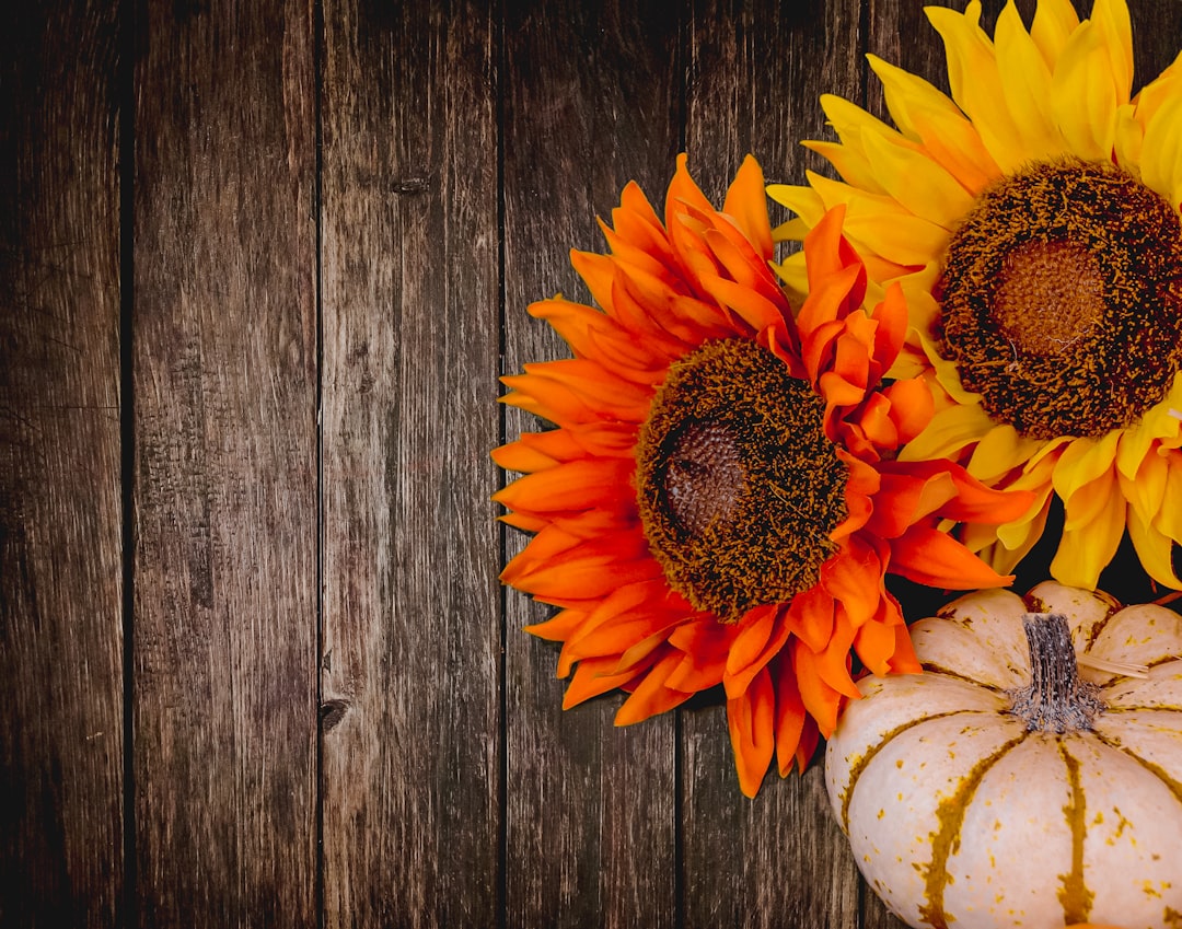 orange and yellow sunflower, Fall season background.