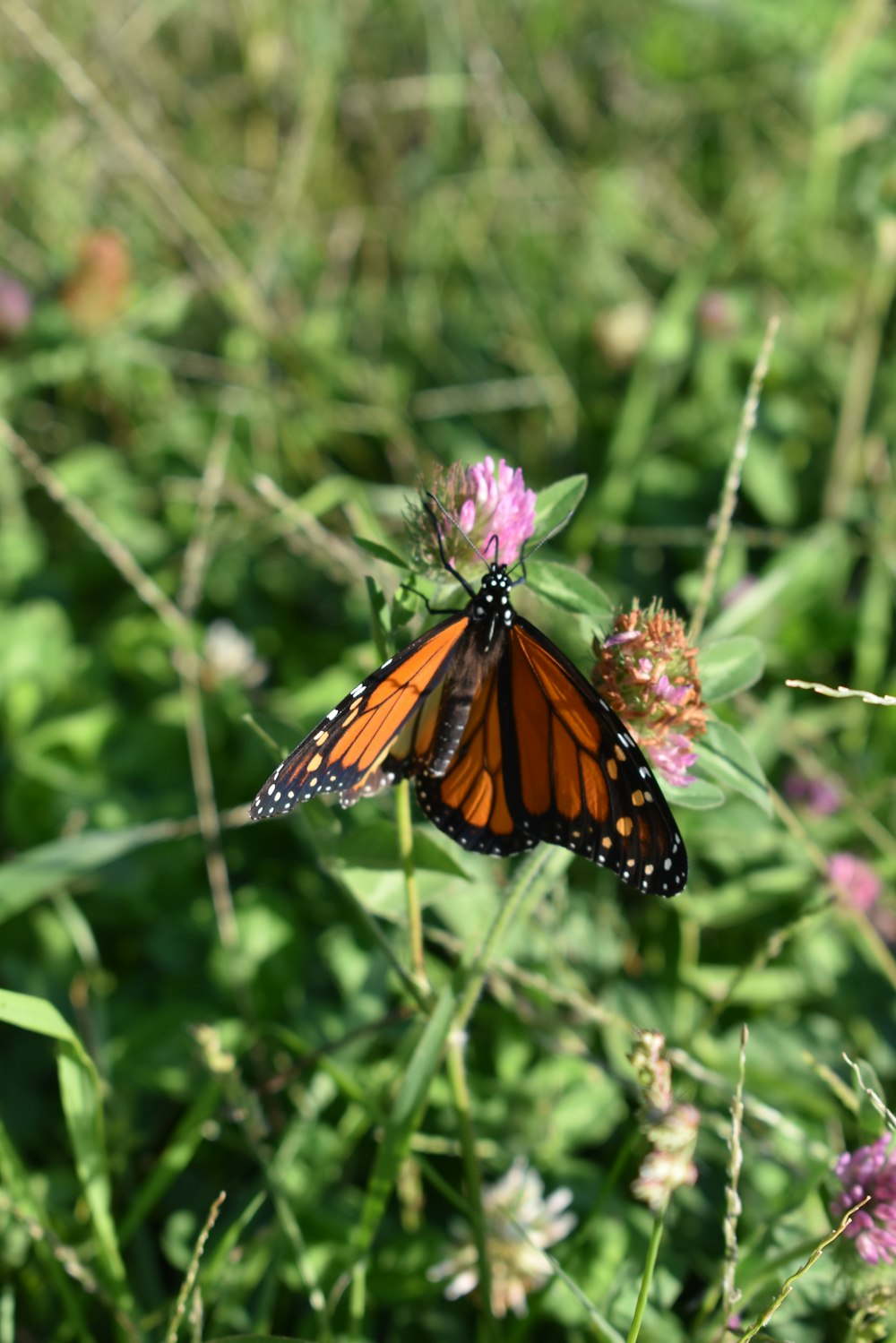 black and brown butterfly perched on flower