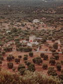 Wide shot of Menarat Al Haouz nursery showcasing various certified olive plants.