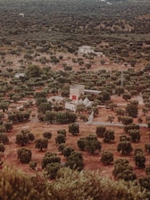 A picturesque view of olive oil farms in Sinjil, Palestine.