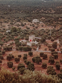 An aerial shot of a traditional olive farm in Gemlik.