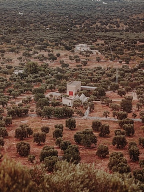 Aerial view of a sprawling estate with olive groves and mountain backdrop.
