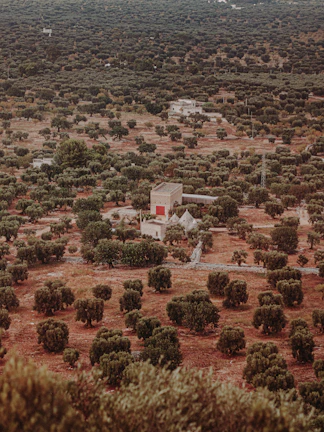 Wide shot of Menarat Al Haouz nursery showcasing various certified olive plants.