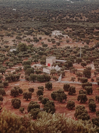 An aerial shot of a traditional olive farm in Gemlik.