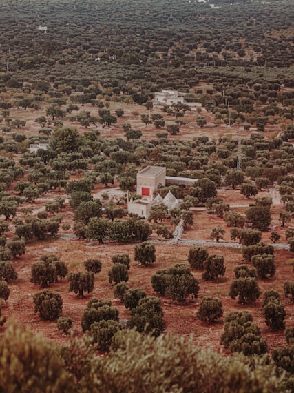 An aerial view of an expansive landscape featuring numerous olive trees scattered across a dry, slightly reddish-brown terrain. In the center, there are several small buildings with one notable structure having a red accent on its exterior. The vegetation is dense in some areas and sparse in others, suggesting a natural distribution across the land.