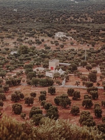 An aerial view of an expansive landscape featuring numerous olive trees scattered across a dry, slightly reddish-brown terrain. In the center, there are several small buildings with one notable structure having a red accent on its exterior. The vegetation is dense in some areas and sparse in others, suggesting a natural distribution across the land.