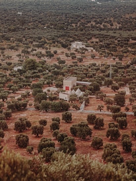 An aerial view of an expansive landscape featuring numerous olive trees scattered across a dry, slightly reddish-brown terrain. In the center, there are several small buildings with one notable structure having a red accent on its exterior. The vegetation is dense in some areas and sparse in others, suggesting a natural distribution across the land.