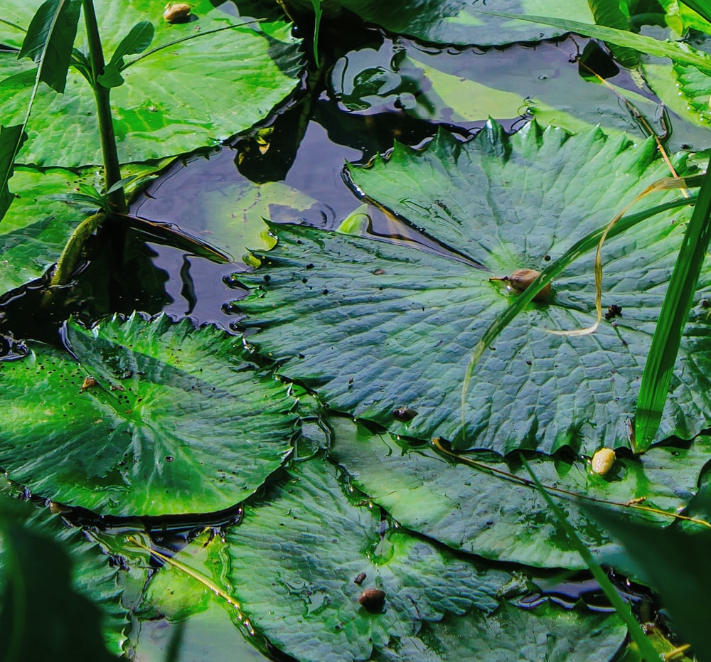 macro photography of green lotus plant on body of water