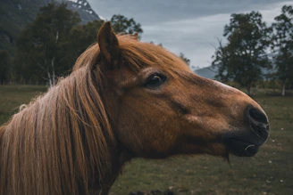 brown horse