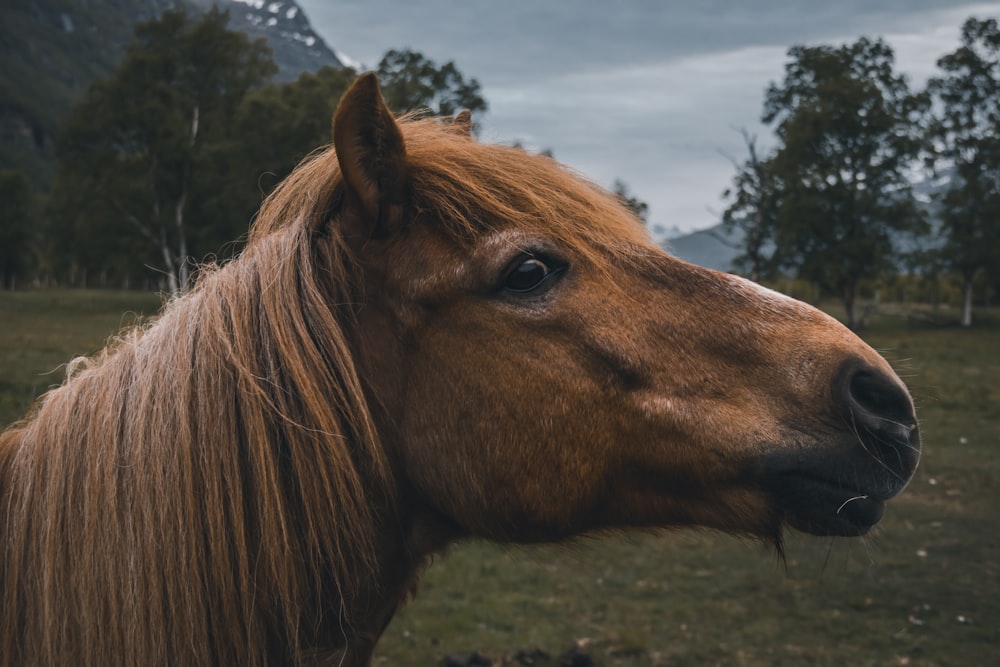 brown horse