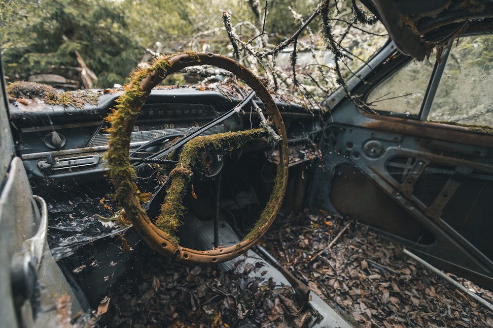 grass covered interior of a rusting car