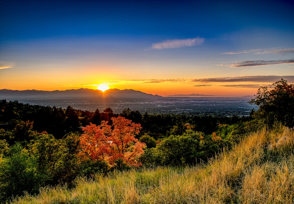 bird's eye view of a forest at sunset