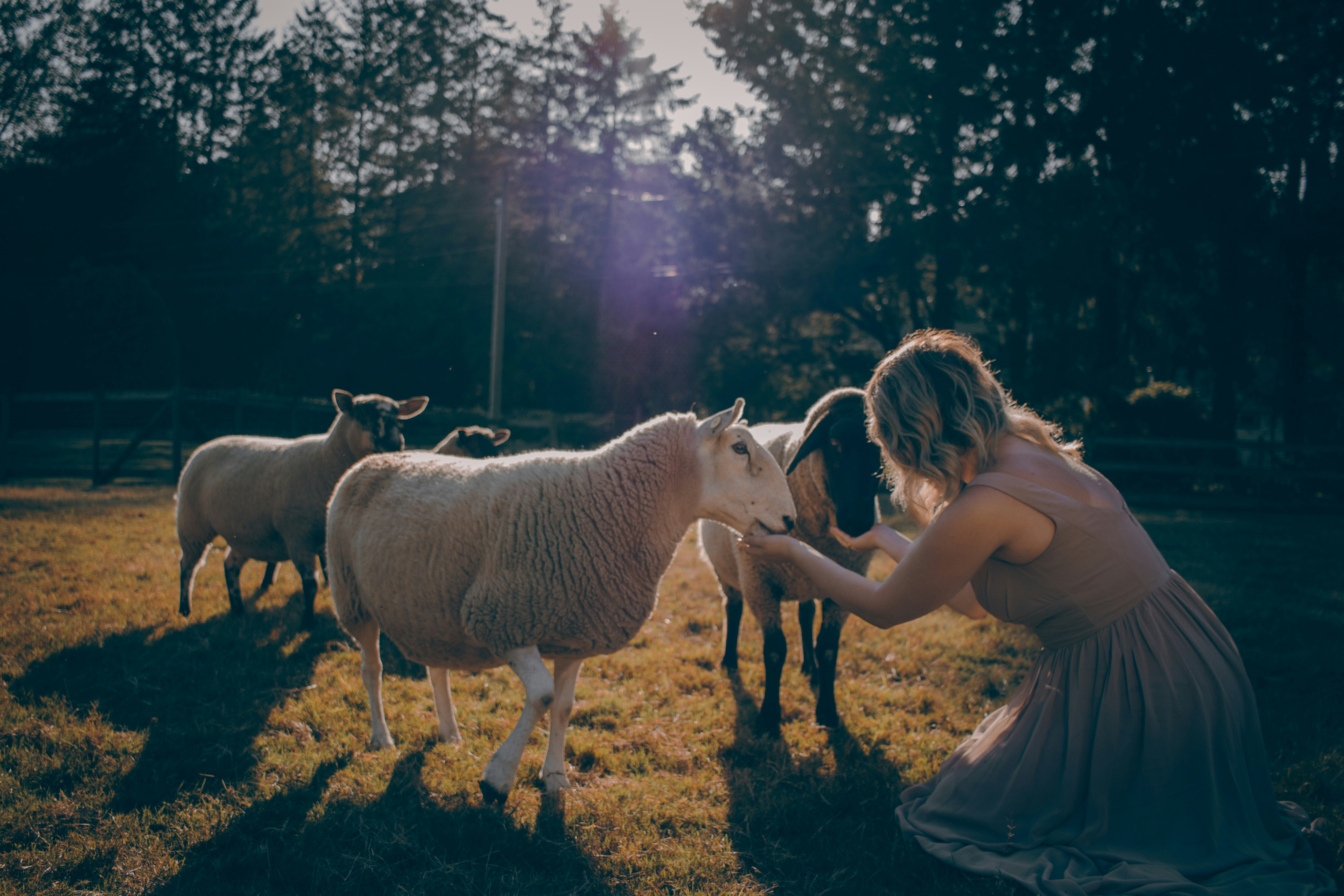 2026년 양띠 신년운세 연애운 및 결혼운 풀이 가이드 이미지2