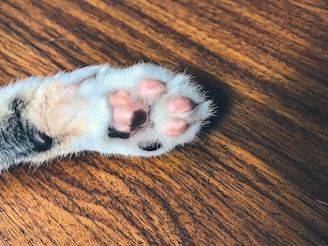 A close-up of a hygienic pet pad on a wooden floor.
