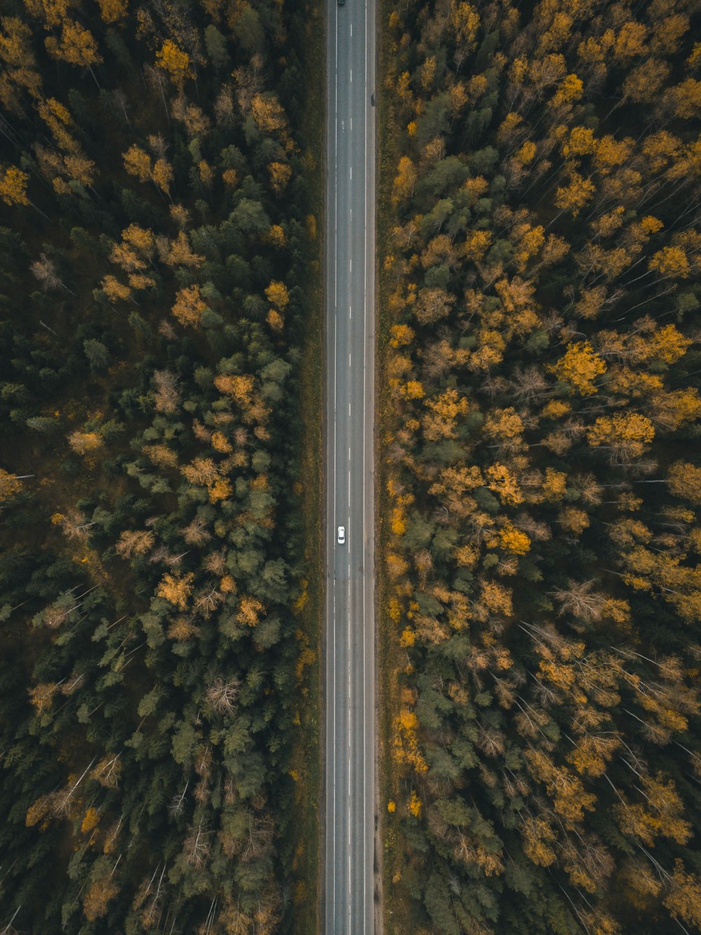 나무 사이 도로를 주행하는 차량
