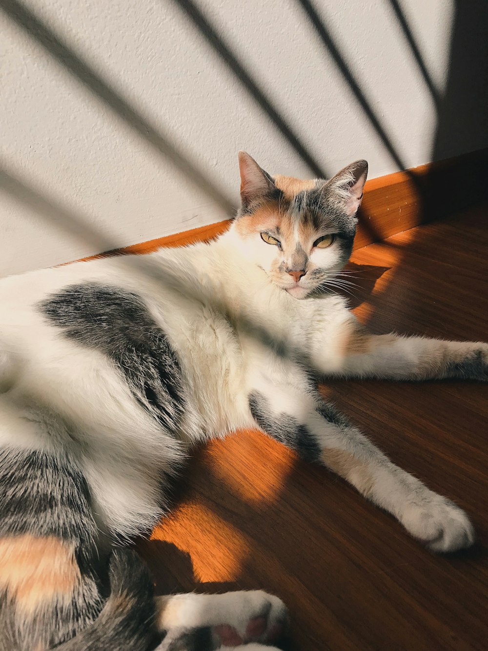 white and grey tabby cat lying on brown wooden surface