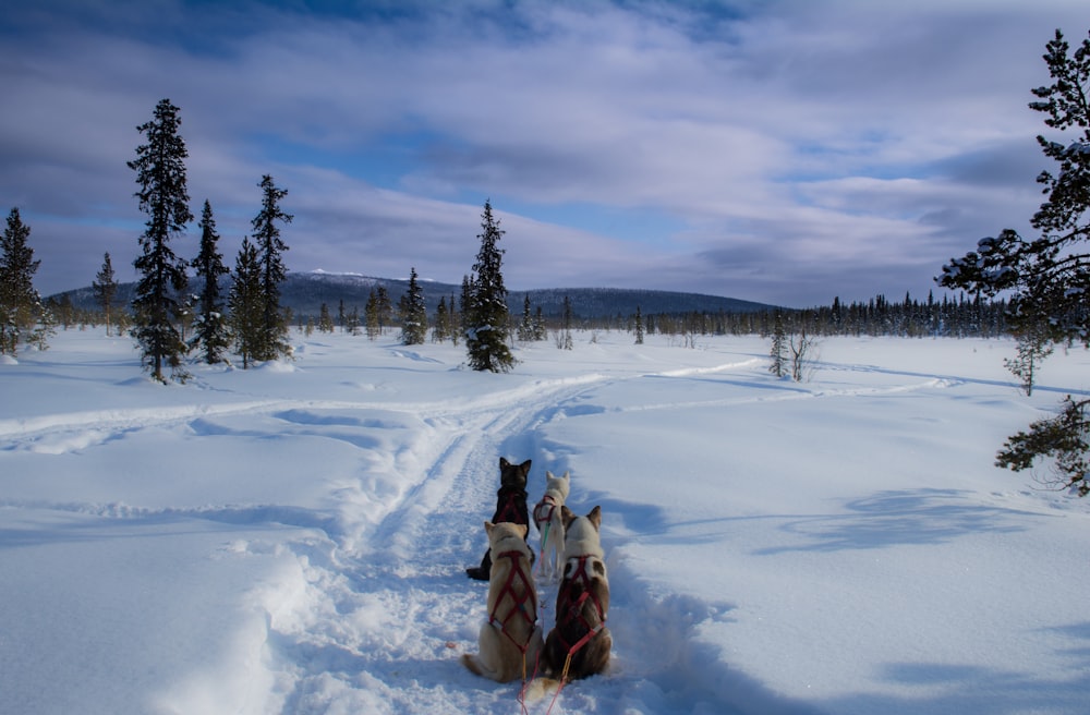 dogs on snow field