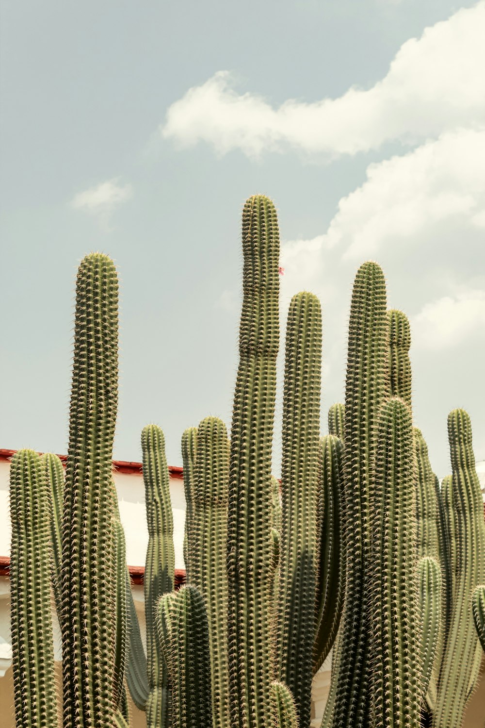 green cacti during daytime