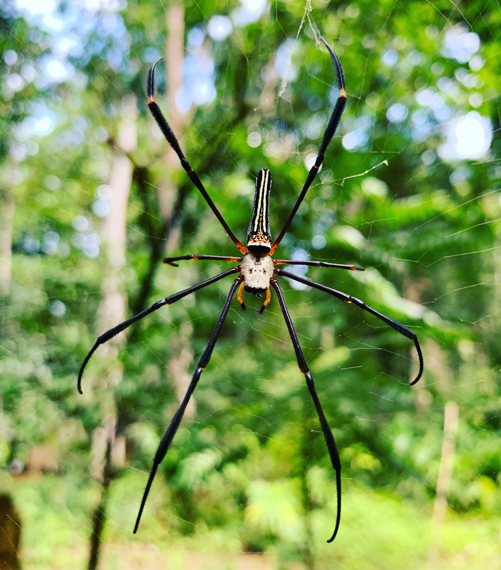 black and brown spider on web during daytiem