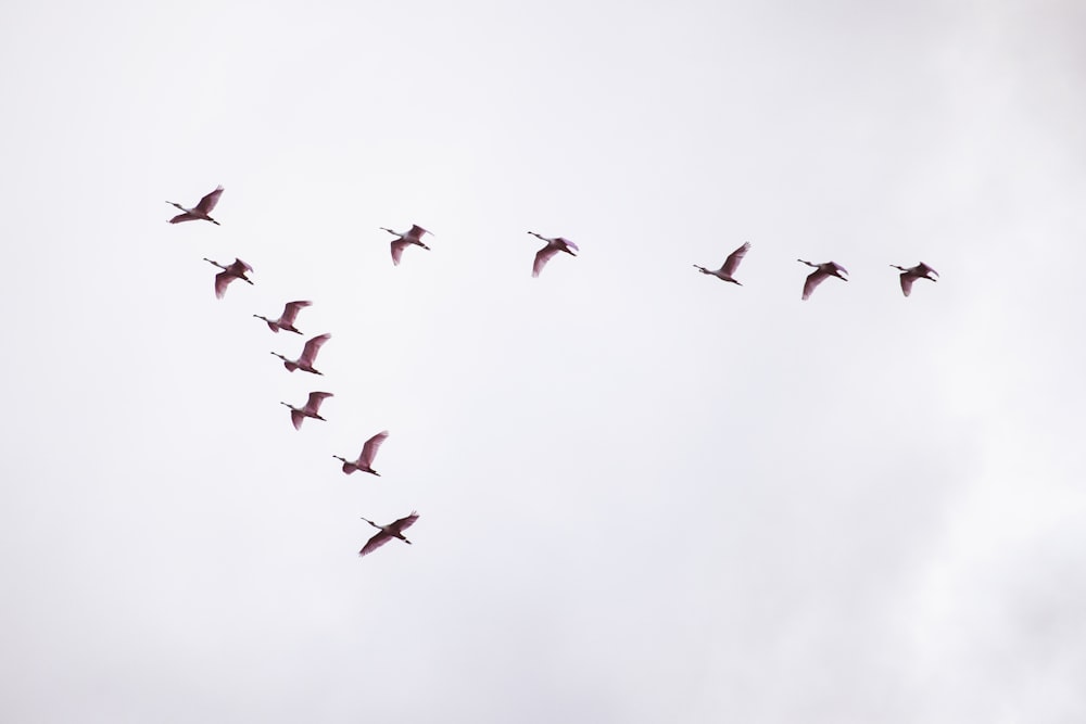 flight of red birds