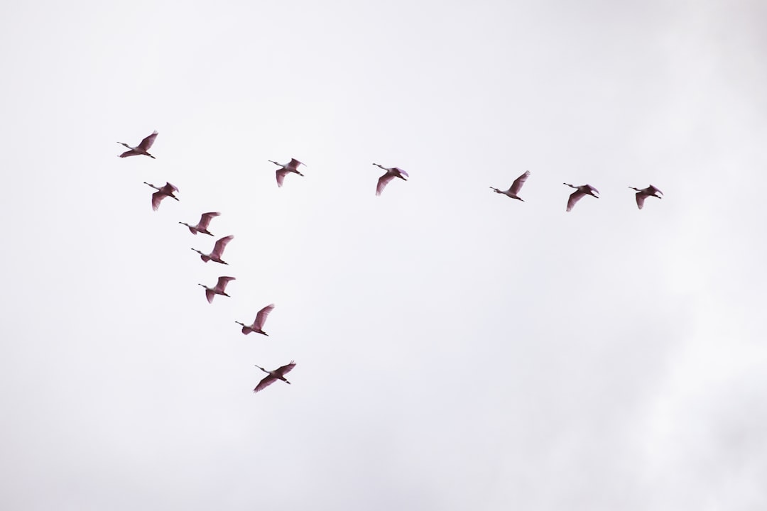 flight of red birds, Colhereiro