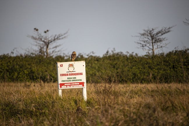 An owl perched on a sign in a grassy field with trees in the background. The sign indicates a protected environmental area and includes a drawing of an owl with cautionary text written in Portuguese.