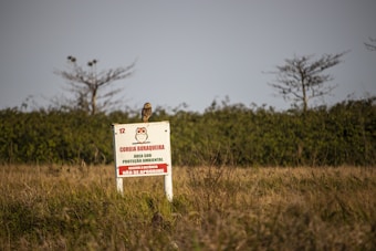 An owl perched on a sign in a grassy field with trees in the background. The sign indicates a protected environmental area and includes a drawing of an owl with cautionary text written in Portuguese.