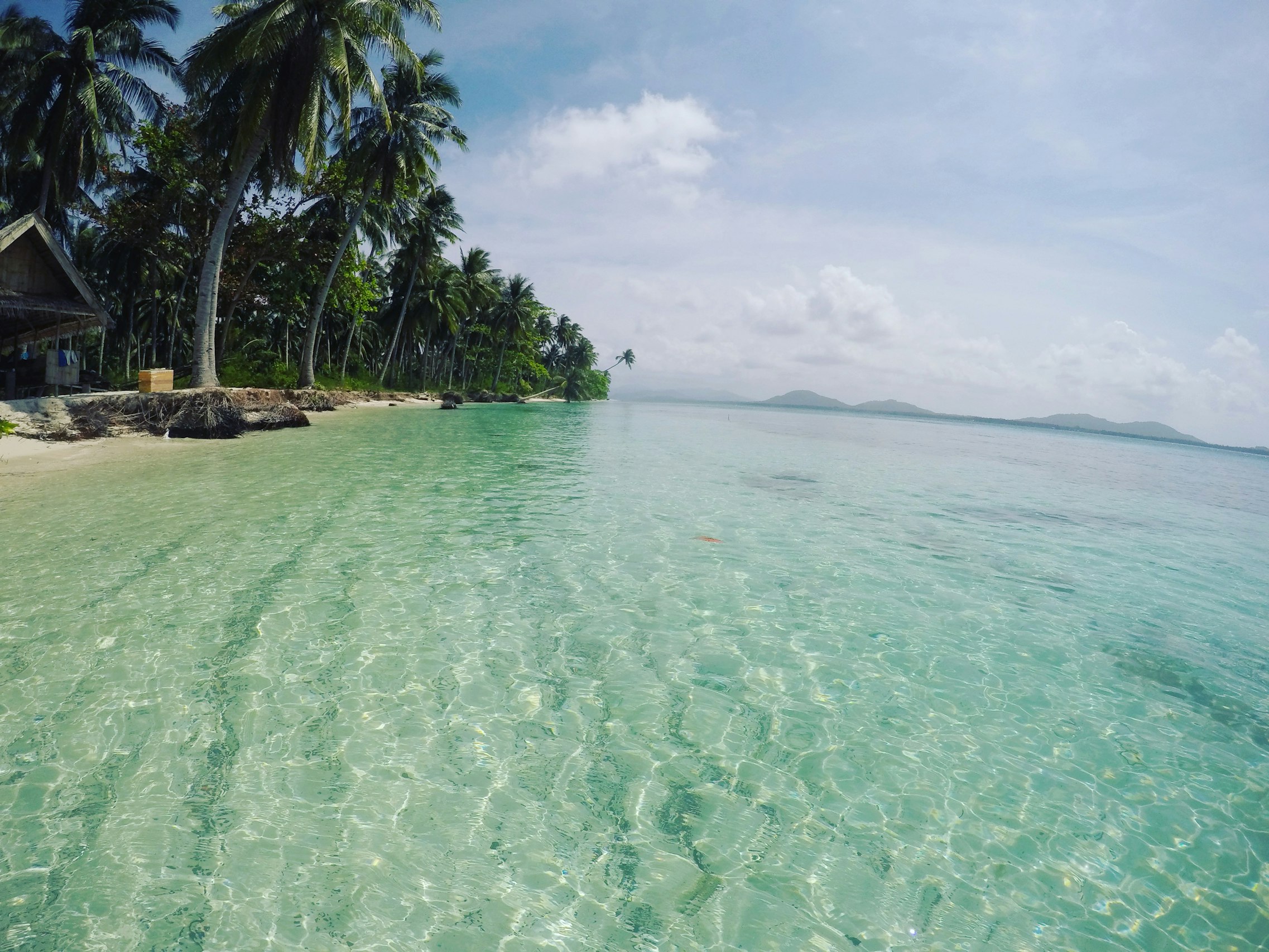 Green Coconut Trees near Seashore under White Sky