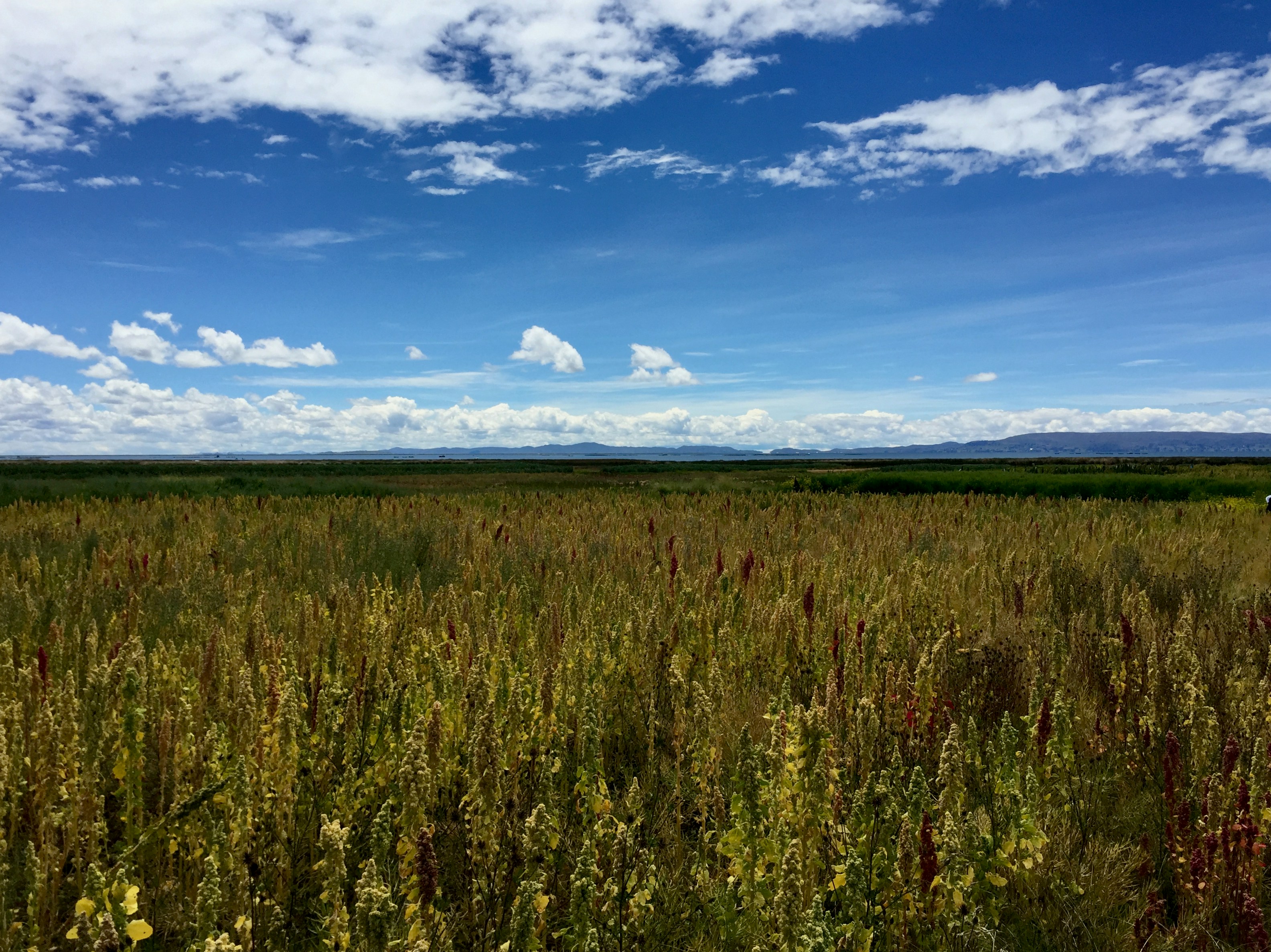 green grass field under blue and white sky