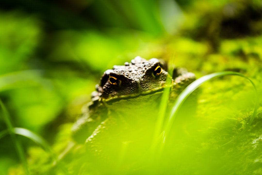 photography of green frog